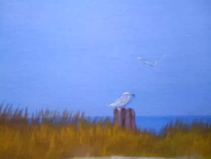 Cold Bird Cape Cod MA - Image 6